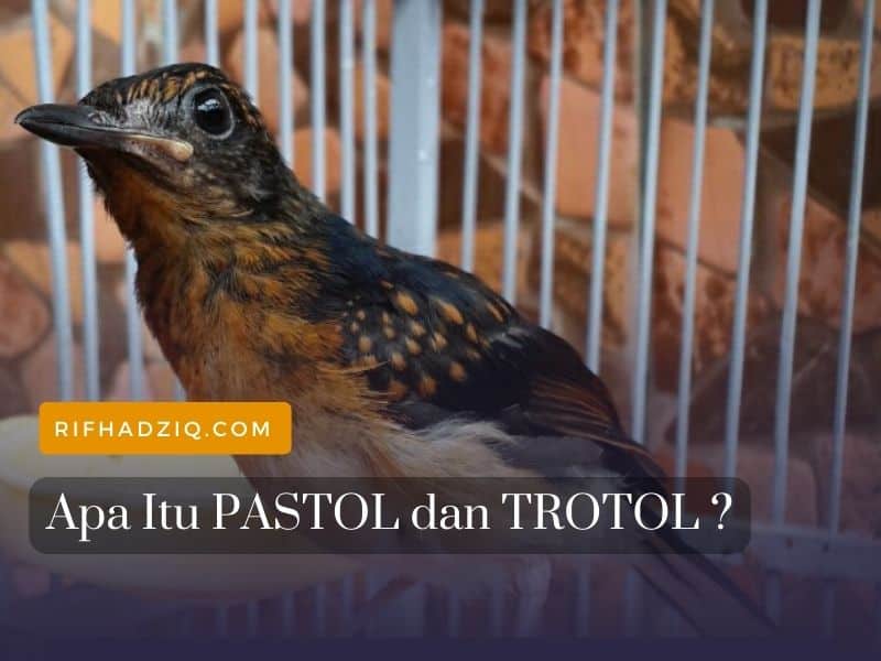 apa itu pastol trotol